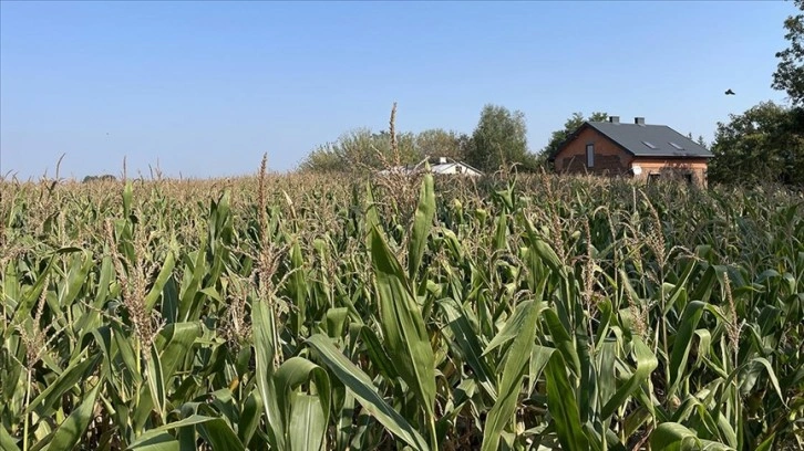 Polonyalı çiftçiler, Ukrayna tahılının ülkelerine girişine ilişkin kararı endişeyle bekliyor