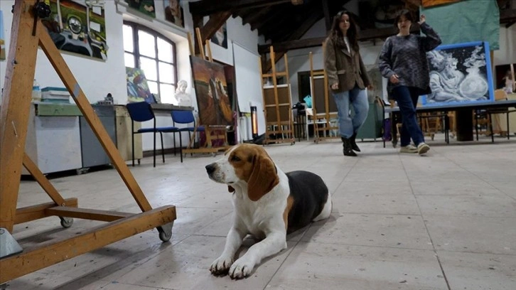 Resim çalışmalarını fakültenin maskotu kedi ve köpekler eşliğinde yapıyorlar