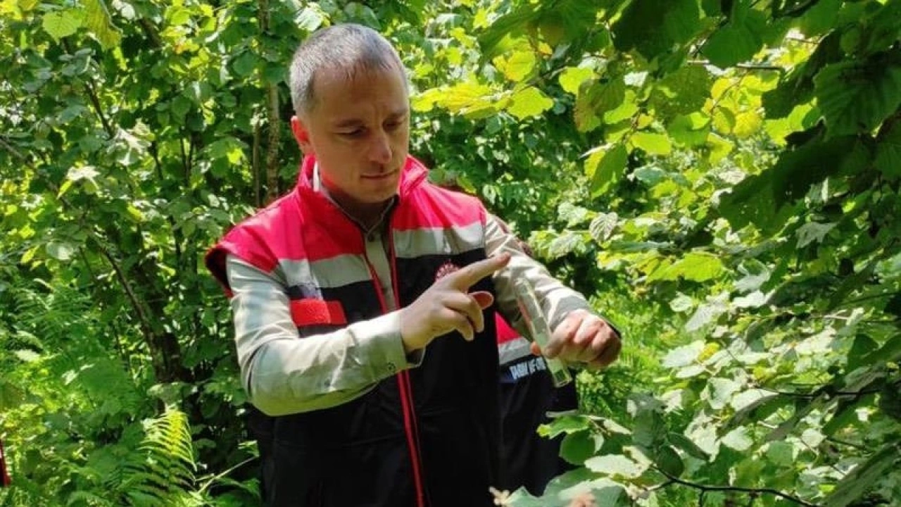 Rize'de 50 bin samuray arısı doğaya salındı