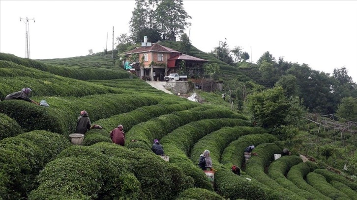 Rize'de örnek çay bahçeleri turizme katkı sağlıyor