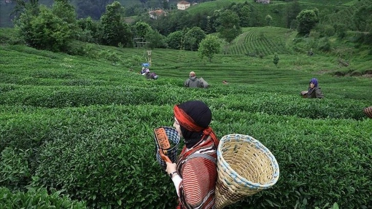 Rize'den yılın ilk 6 ayında 4,7 milyon dolarlık çay ihraç edildi