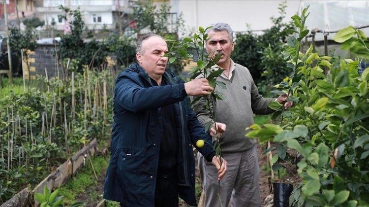 Rizeli çay üreticileri Muğla'daki ağaçlandırma çalışmalarına destek verecek