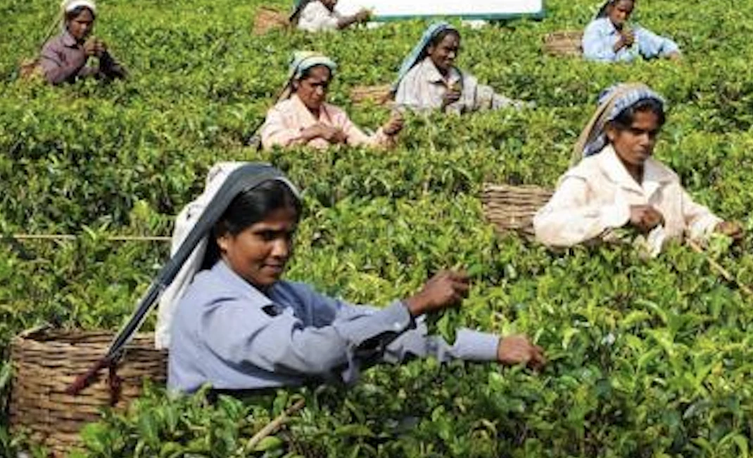 Rusya, Sri Lanka çayının en büyük 3 ithalatçısı arasına girdi