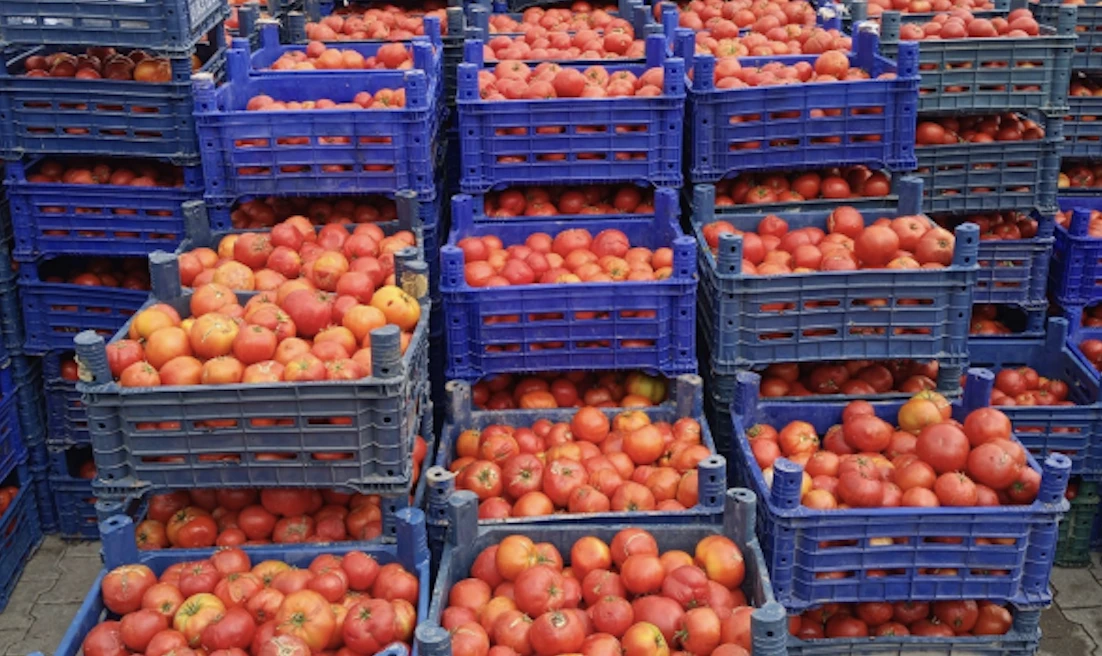 Rusya, Türk domatesinin ülkeye girişini yasakladı