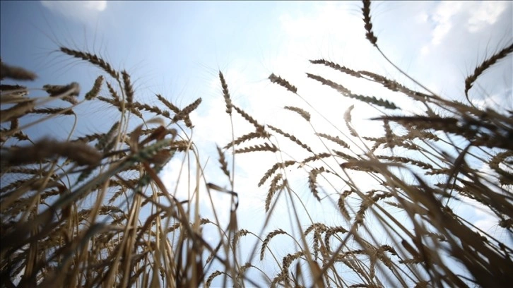Rusya-Ukrayna Savaşı sonrası Afrika'da buğday fiyatları yüzde 60 arttı