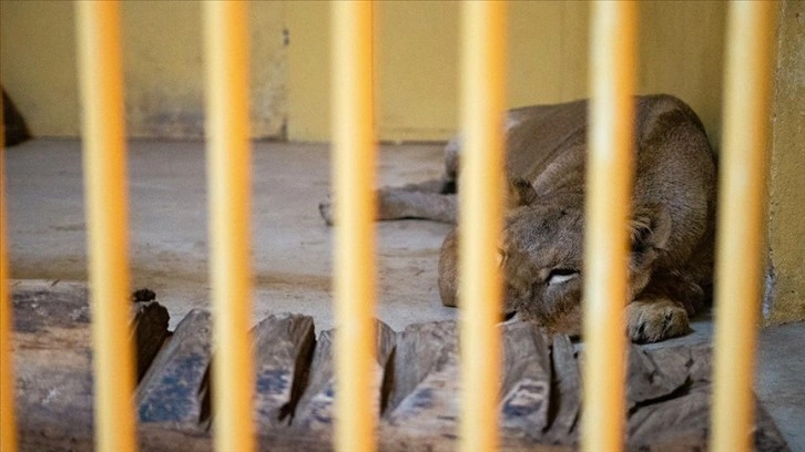Rusya-Ukrayna Savaşı'nın sessiz kurbanları hayvanları kurtarma operasyonları sürüyor