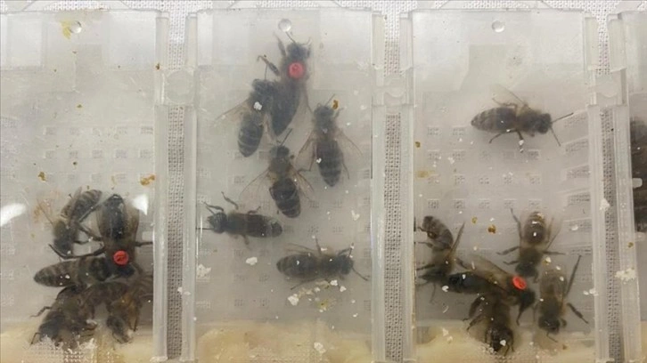 Sabiha Gökçen Havalimanı'nda karniyol cinsi 1240 canlı arı ele geçirildi