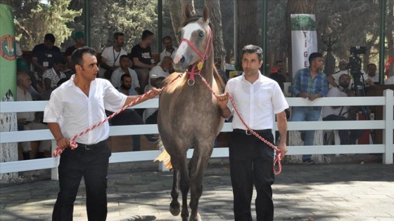 Safkan Arap taylarından 3 milyon 675 bin lira gelir