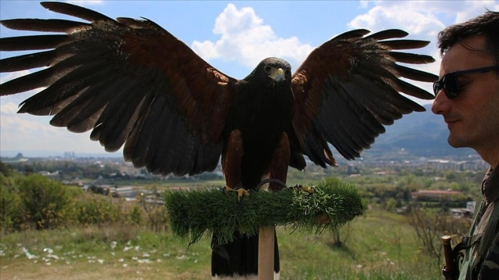 Şahincilik, Kuzey Makedonyalı Kitanovski için bir yaşam biçimi