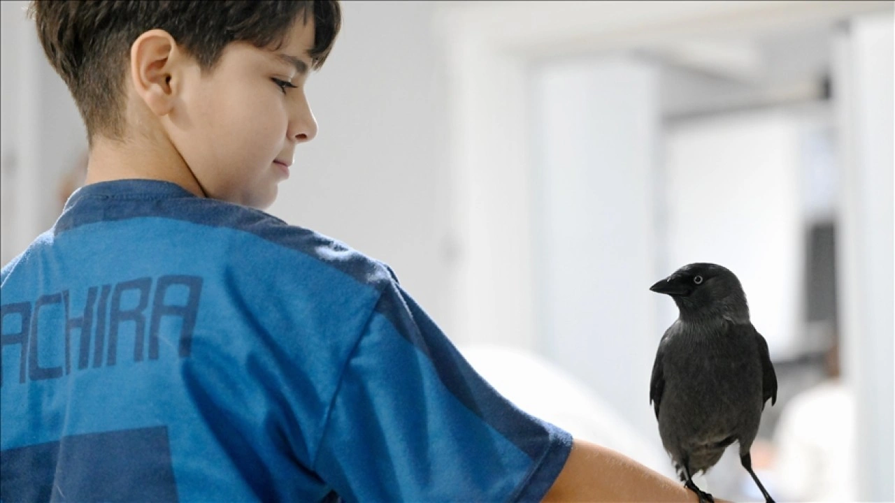 Sahiplendiği karga "Kömür" en yakın dostu oldu