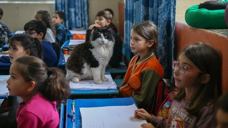 Sahiplenilen 30 kedi öğrencilerin derse motivasyonunu artırdı