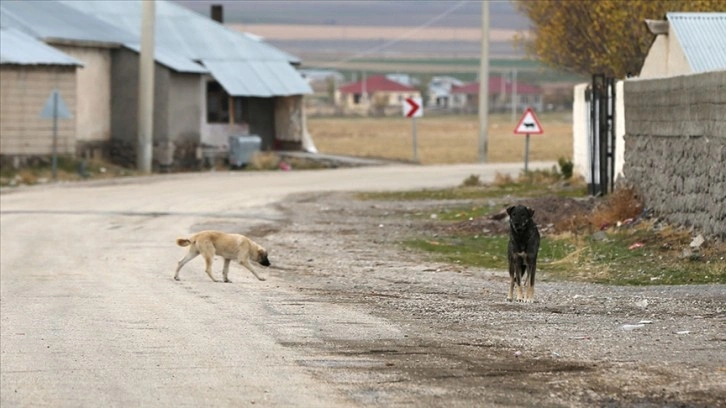 'Sahipsiz köpekler toplum sağlığı sorunu olmaya başladı'