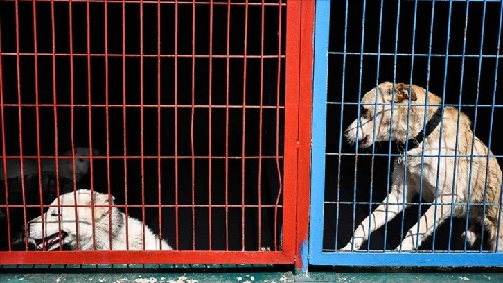 Sahipsiz köpeklerle ilgili belediyelere ihbar yağıyor