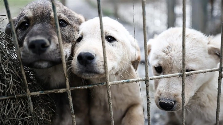 Sahipsiz köpeklerle ilgili 