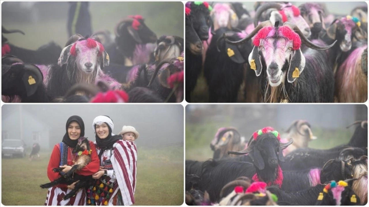 Sakarya'da besiciler rengarenk süsledikleri hayvanlarıyla yaylaya göç etti