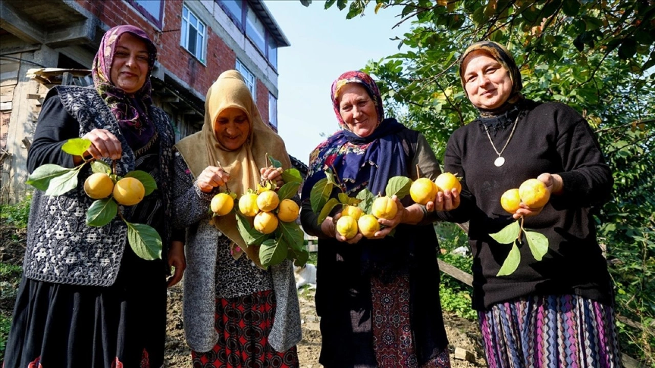 Sakarya'da kadınlar, tescilli cennet hurmasını kurutup satarak aile bütçesine katkı sağlıyor