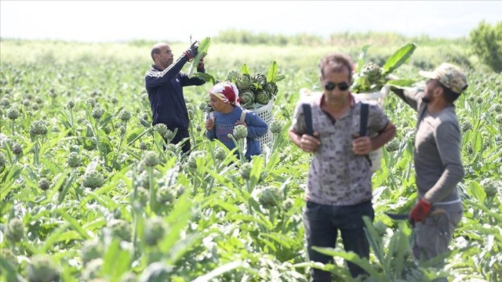 Sakarya'da enginarın zorlu hasadı başladı