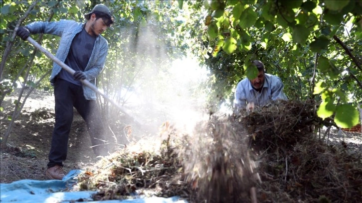 Sakarya'da mevsimlik tarım işçileri fındık mesaisine hazırlanıyor
