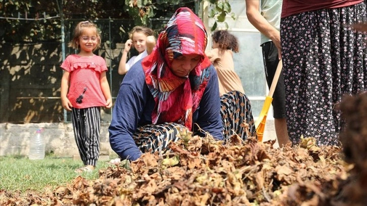 Sakarya'da mevsimlik tarım işçilerinin zorlu fındık mesaisi sürüyor