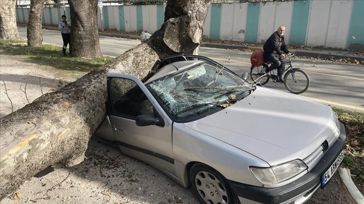 Sakarya'da şiddetli lodosta devrilen ağaç otomobillere zarar verdi