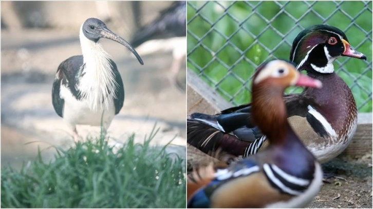 Saman boyunlu ibis kuşu ve mandarin ördeği Bursa'daki hayvanat bahçesinde korunuyor