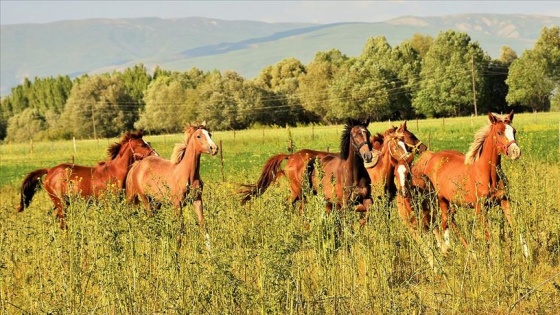 Şampiyon atlar Muş Ovası'nda yarışlara hazırlanıyor