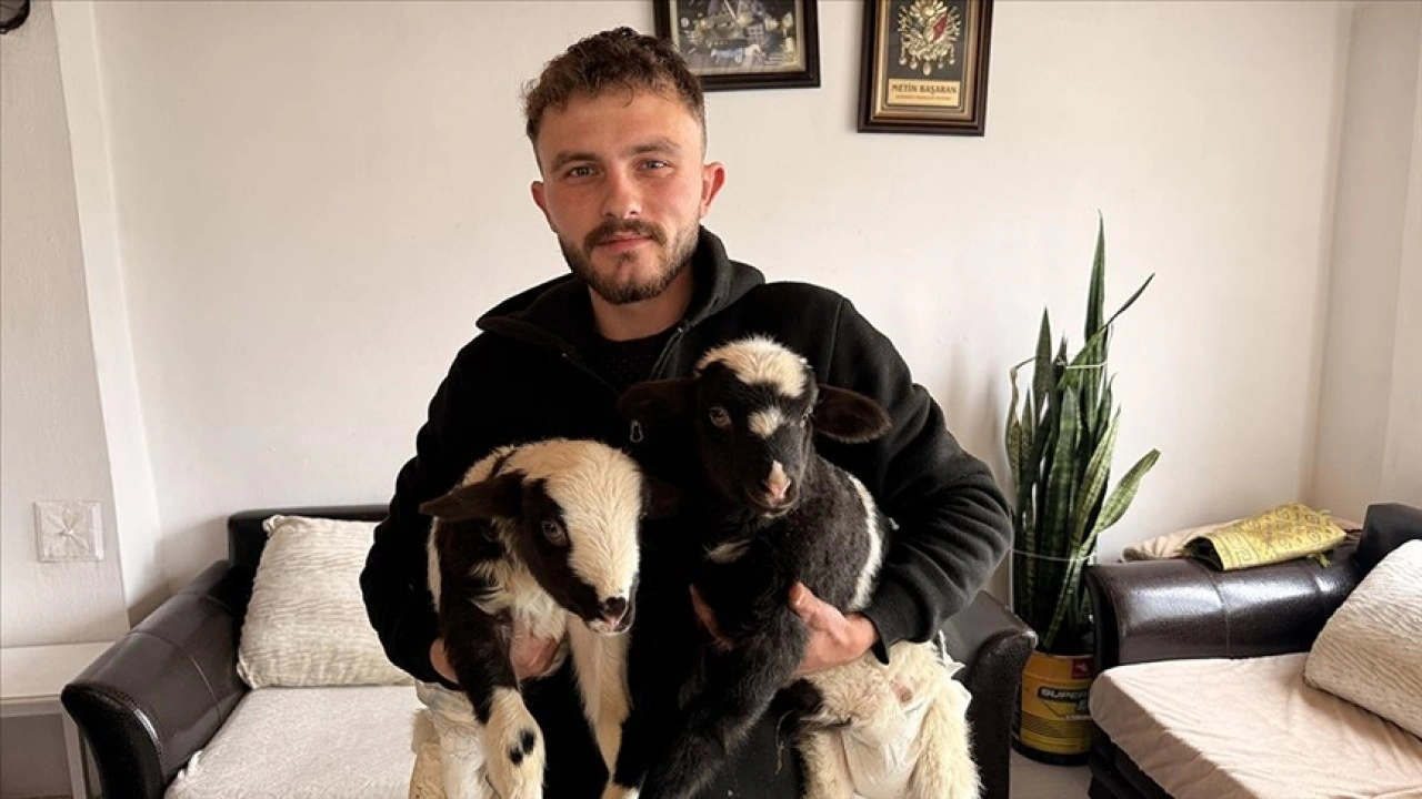 Samsun'da biri ayağı kırık iki kuzusuna evinde &ouml;zenle bakıyor