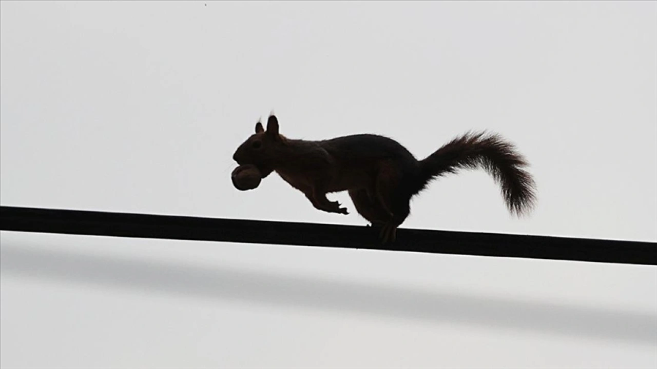 Samsun'un Alaçam ilçesinde sonbahar güzelliklerine sincaplar eşlik ediyor
