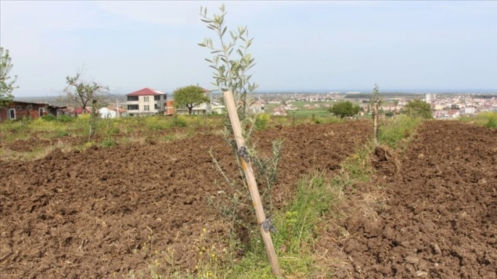 Samsun'a özgü unutulan zeytin türleriyle örnek bahçeler kurulacak