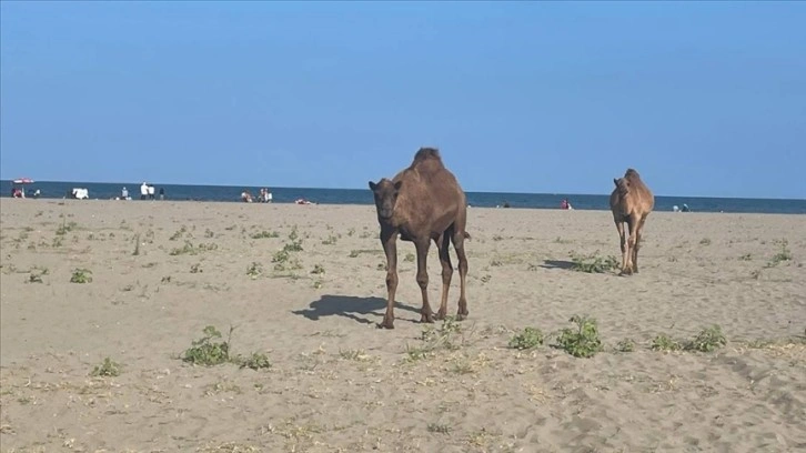 Samsun'da başıboş develer sahile indi