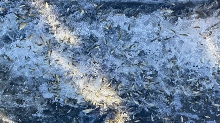 Samsun'da göllere 2 milyon 524 bin sazan balığı yavrusu bırakıldı