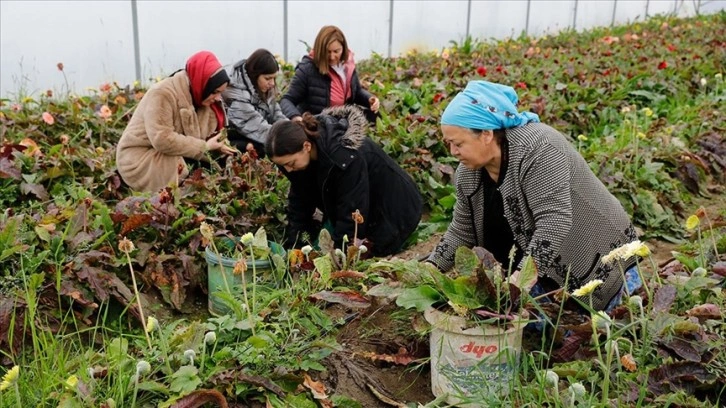 Samsun'da kadın ziraat mühendislerinden kadın çiftçilere destek