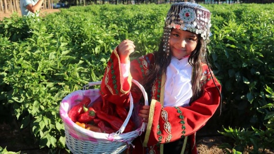 Şanlıurfa'da 'isot' hasadı devam ediyor