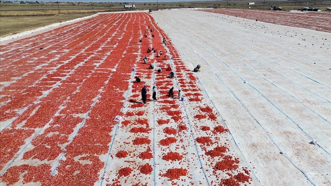 Şanlıurfa'da kuraklık ve aşırı sıcak domates üretimini düşürdü
