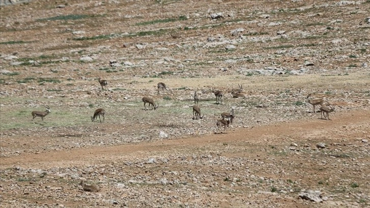 Şanlıurfa dağlarındaki ceylan sayısı artıyor