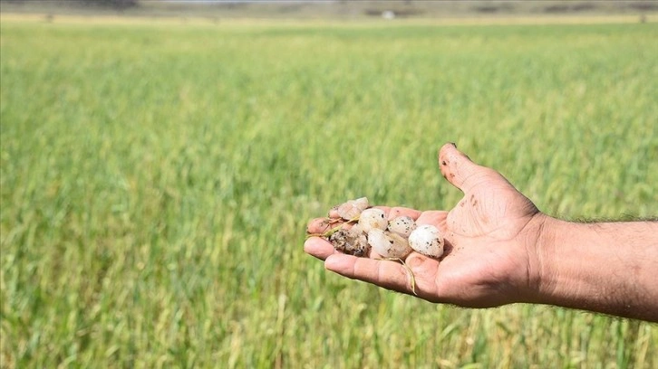 Şanlıurfa'da dolu yağışı ekili tarlalara zarar verdi