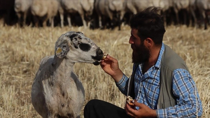 Şanlıurfalı çoban ile kek ve lahmacun yiyen koyunu