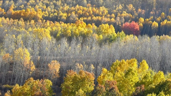 Sarıkamış ormanlarında sarı, yeşil ve kızılın tonlarında sonbaharın güzelliği yaşanıyor