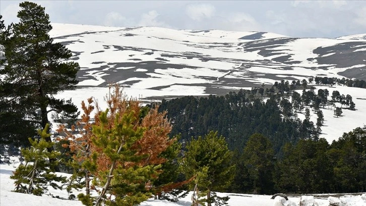 Sarıkamış'ın bir yanı kış bir yanı bahar