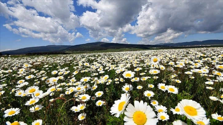 Sarıkamış'ın doğası çiçeklerle rengarenk