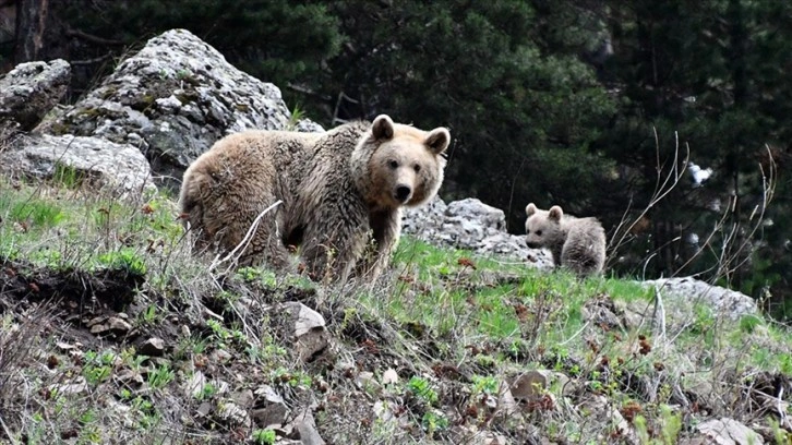 Sarıkamış'ta bir bozayı ile 2 yavrusu doğada görüntülendi