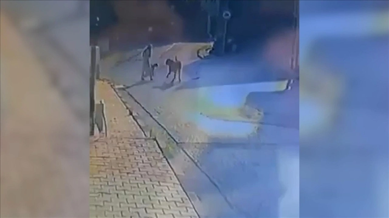 Sarıyer'de kadın ve köpeğine yürüyüş sırasında sokak köpekleri saldırdı