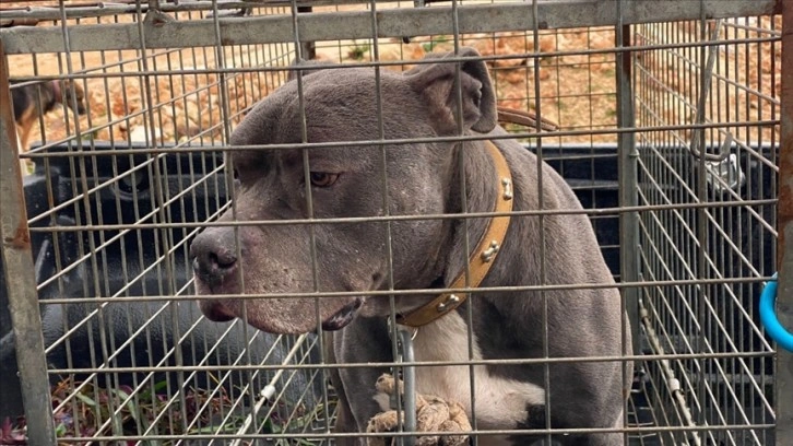 Savcılık dört kişiyi yaralayan pitbull cinsi köpeği silah saydı