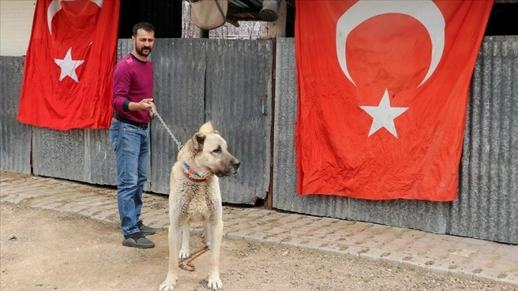 Şehidin emaneti Kangal köpeğine gözü gibi bakıyor