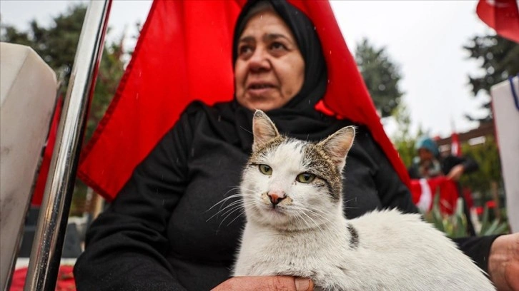 Şehitlikten ayrılmayan kedi, ailelerin teselli kaynağı oldu