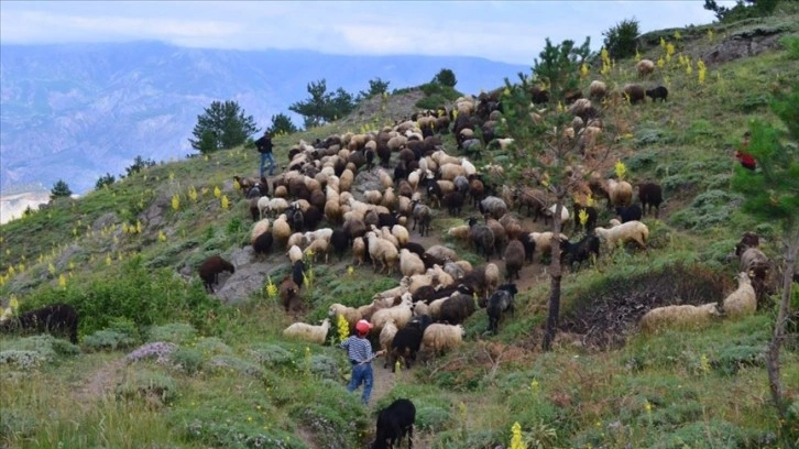 Şehre alışamayıp köyüne dönen besicinin 550 koyunluk sürüsü oldu