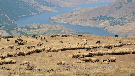 Şenyayla başarılı operasyonlarla huzura kavuştu