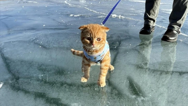 Sevimli ev kedisi 'Tarçın' Çıldır Gölü'nün buz kaplı yüzeyiyle tanıştı