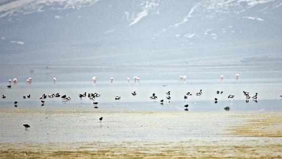 Seyfe Gölü Kuş Cenneti flamingoları ağırlamaya başladı