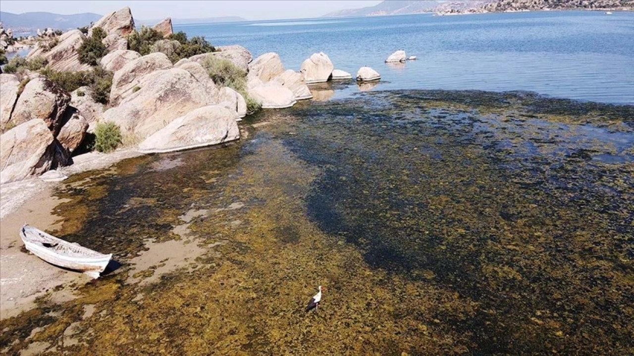Sıcaklığın artmasıyla suyu çekilmeye başlayan Bafa Gölü'nde kirlilik yaşanıyor